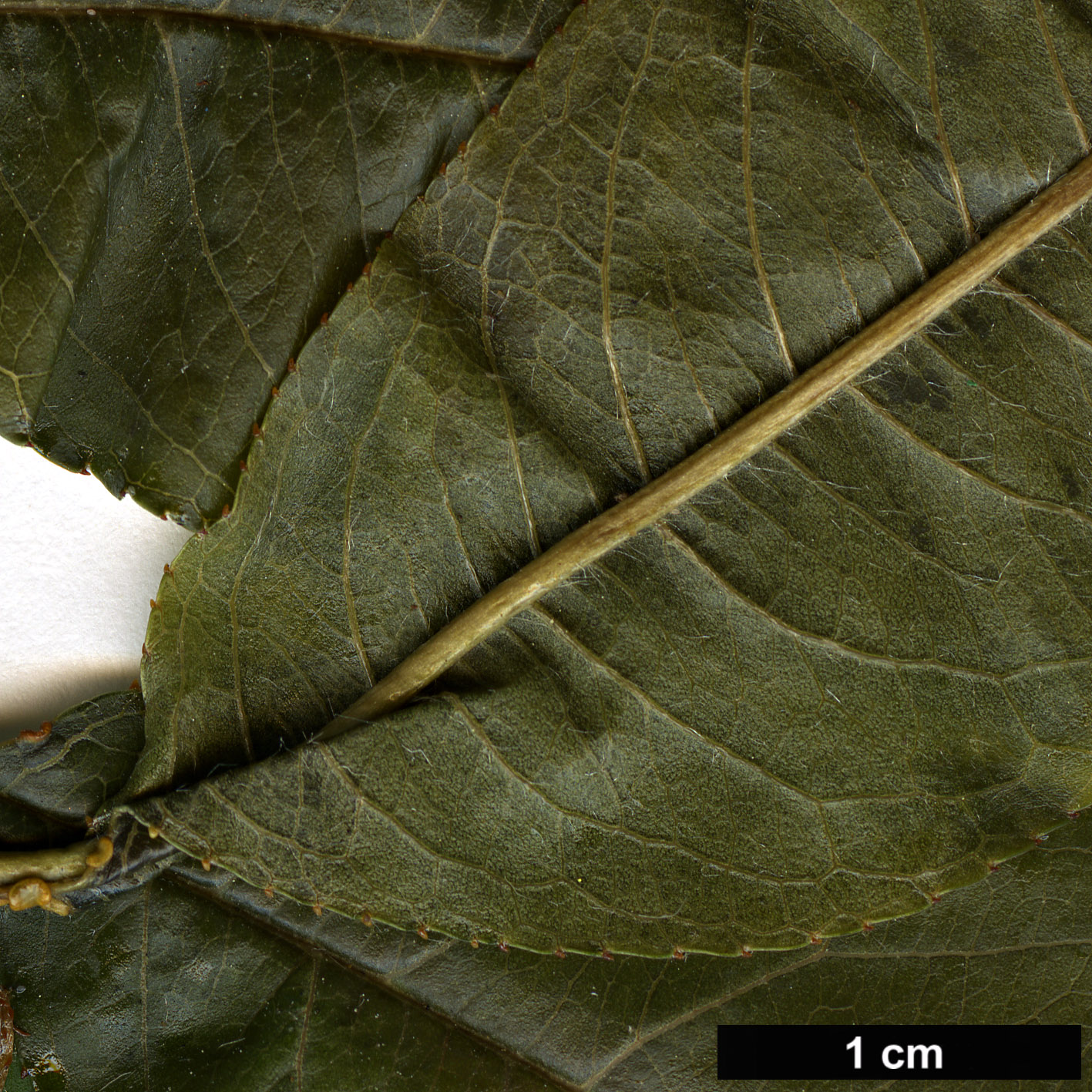 High resolution image: Family: Rosaceae - Genus: Prunus - Taxon: persica - SpeciesSub: ’Prince Charming’